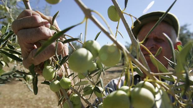 ¿Por qué es tan importante el trabajo agrícola para garantizar una óptima producción de alimentos?