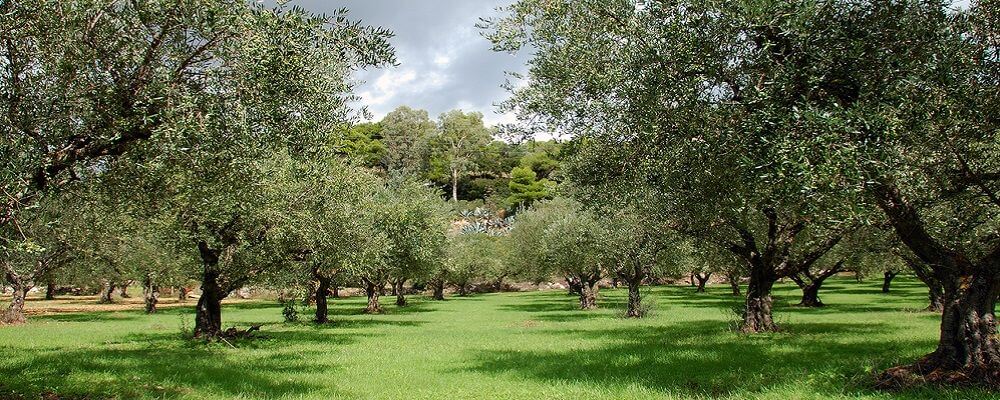 Las enfermedades y plagas del cultivo del olivo