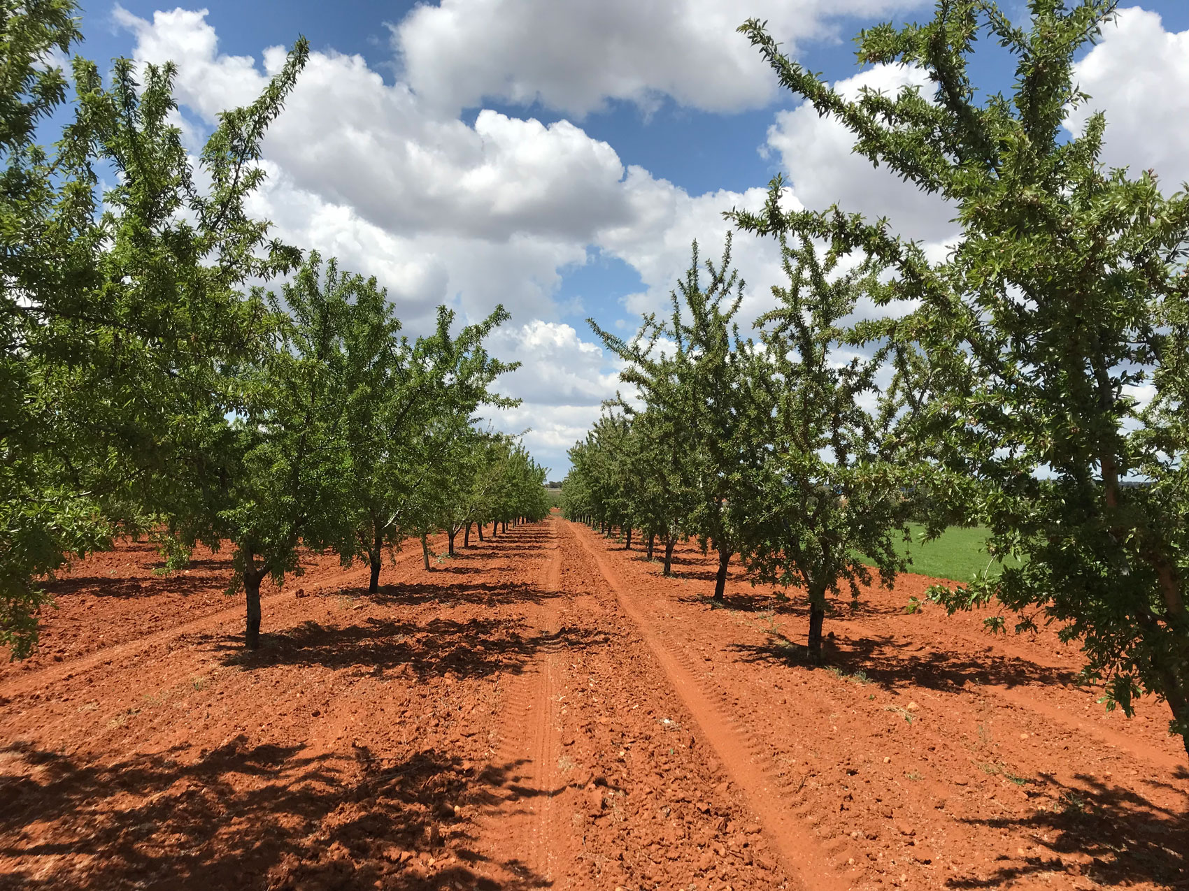 Webinar para analizar la gestión óptima de los cultivos de almendro y olivar en Extremadura