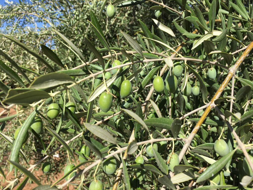 fertilizacion del olivar consejos y nutrientes