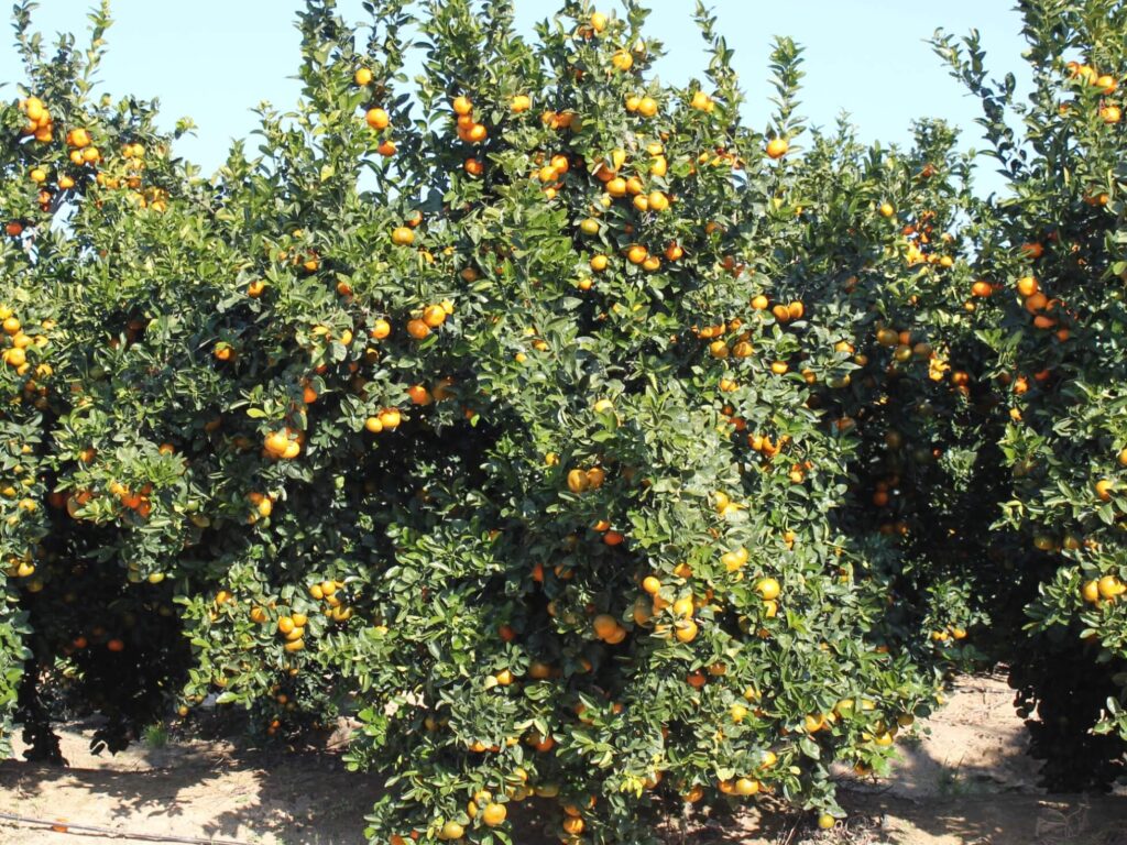 cultivo de citricos