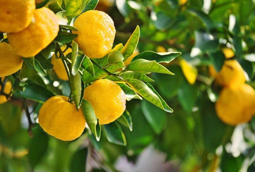 plagas y enfermedades citricos