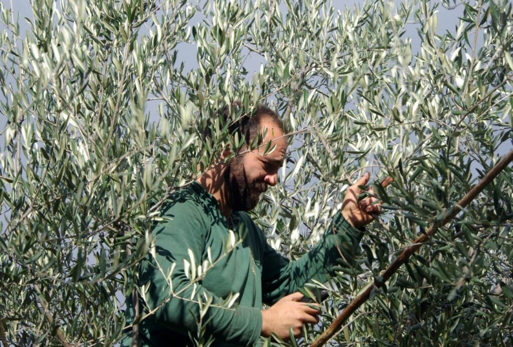 Cómo podar el olivo de forma óptima