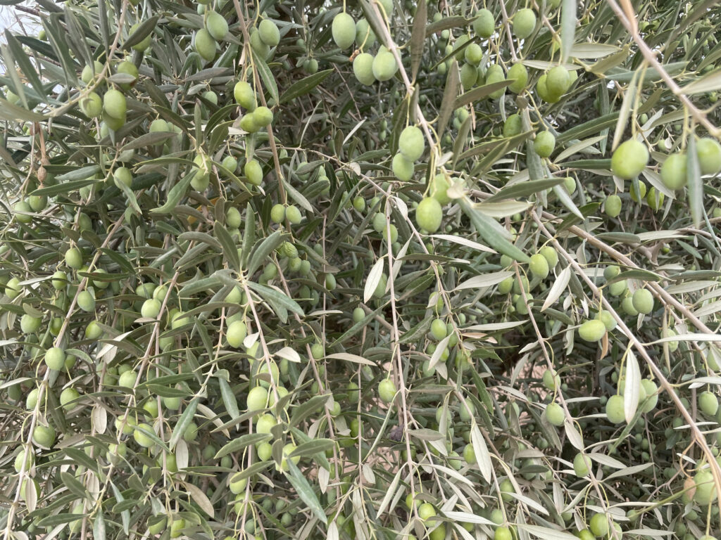 dia mundial del olivo