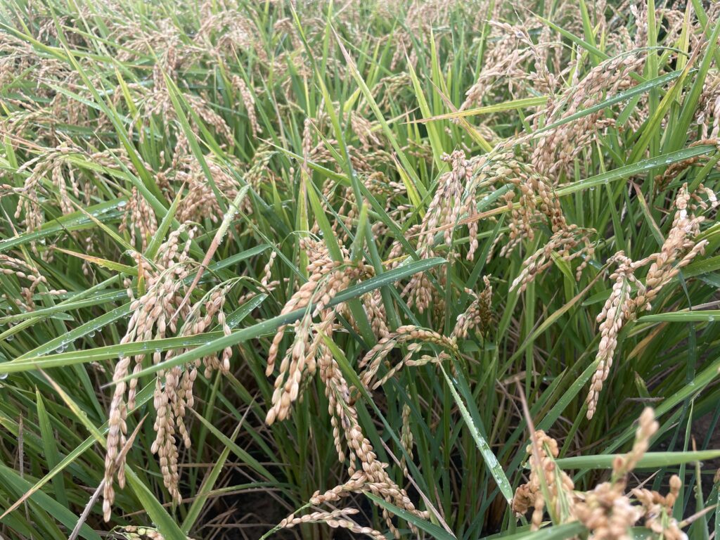 proyecto de riego por goteo cultivo arroz