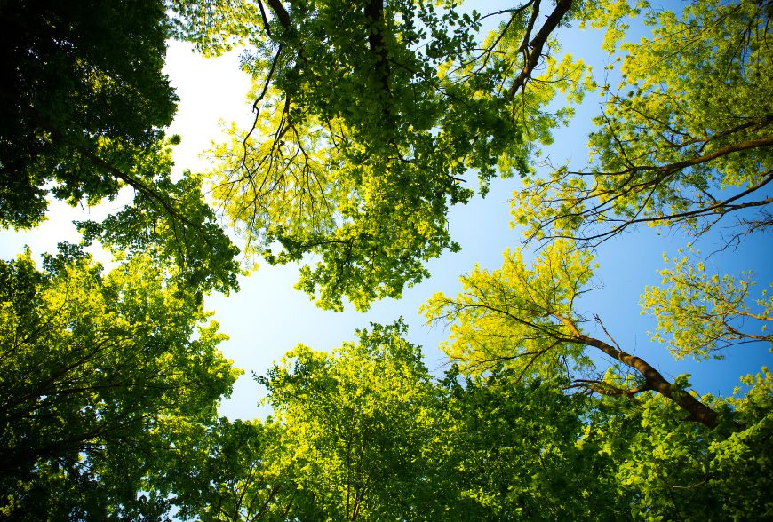 Por qué es importante plantar árboles para secuestrar carbono