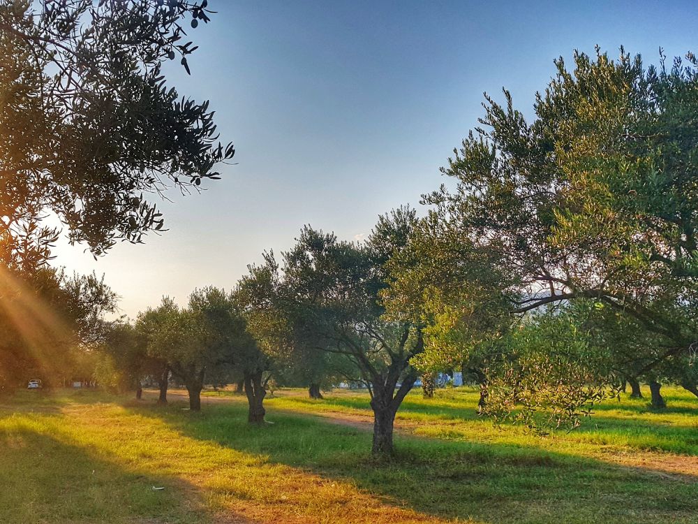 Principales variedades de olivo en España