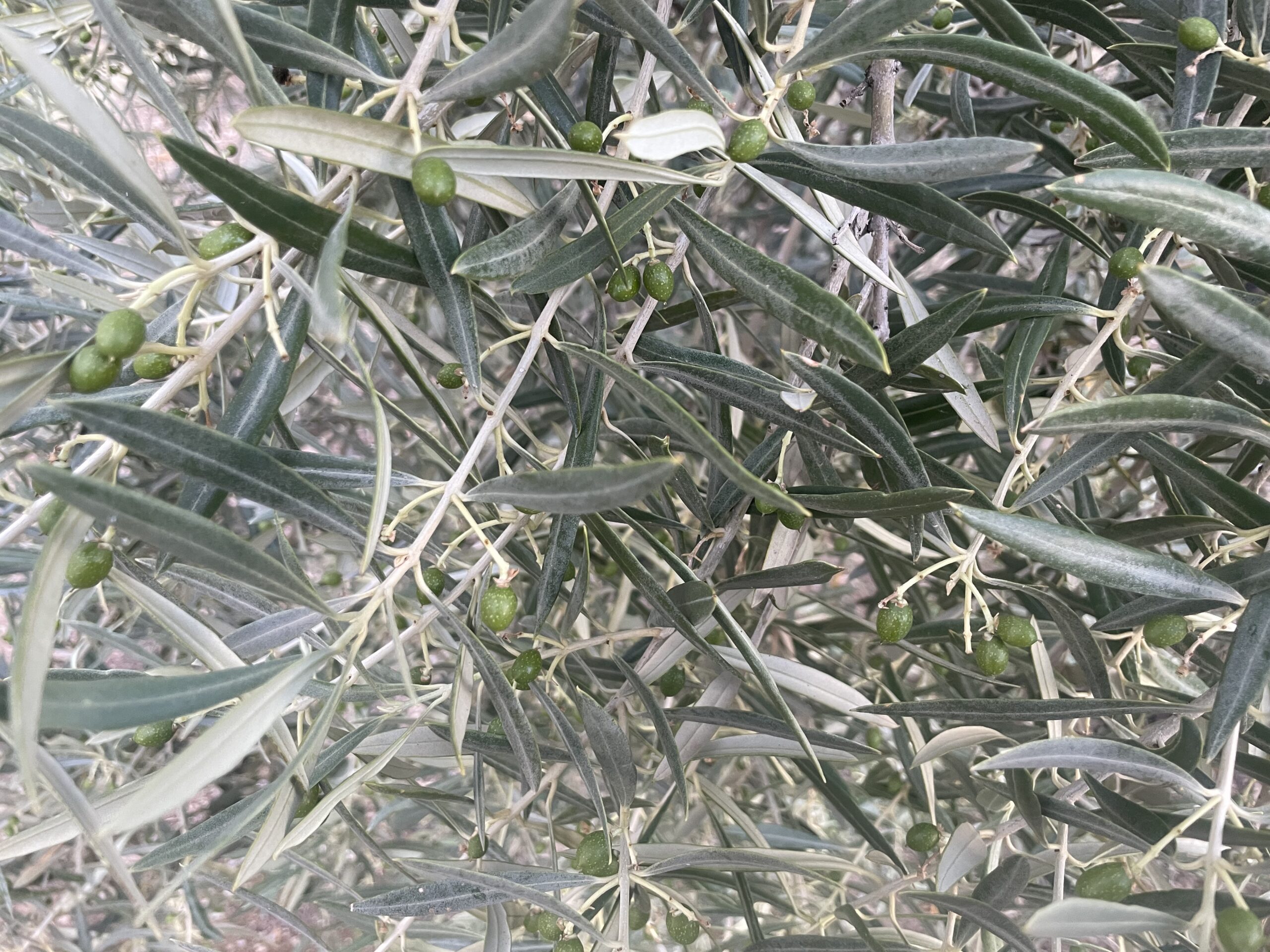 principales variedades de olivo en españa
