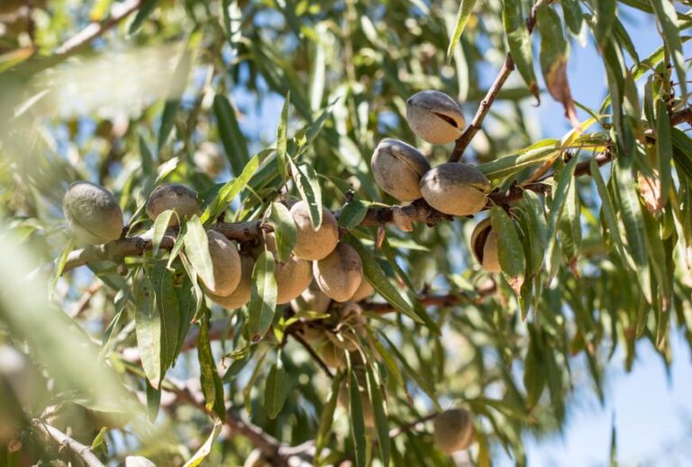 Principales variedades de almendro en España Agbar Agriculture