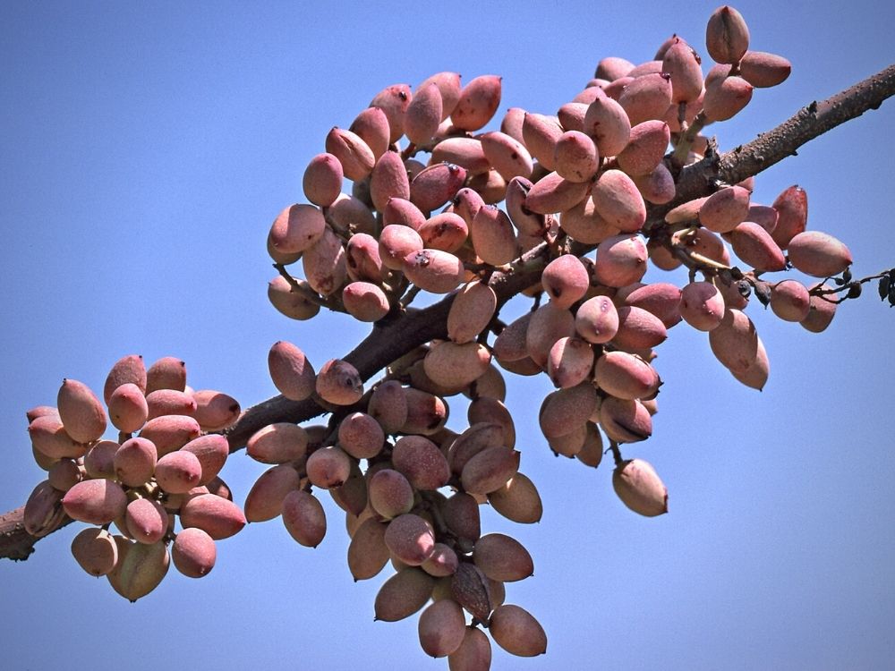 principales variedades cultivo pistacho en españa regadio y secano