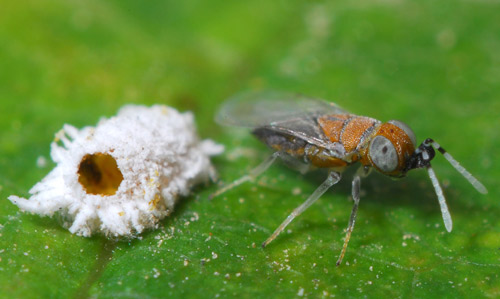 Control Biológico: aprovechando la naturaleza para controlar plagas