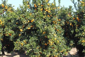 cultivo de citricos